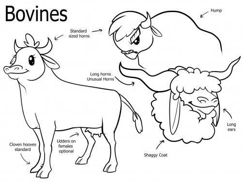 Bovine Species Sheet