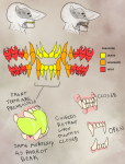 Basic Anatomy- Teeth(Dee)