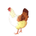 [Art] Chicken