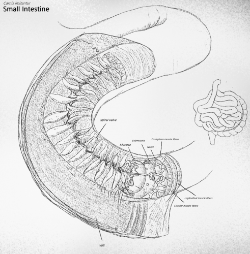 Diagram- Small Intestine(Dee)