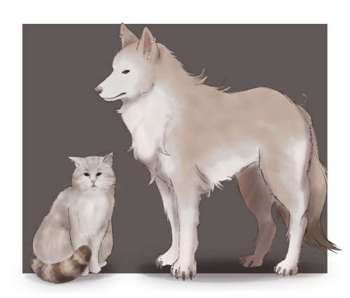 Dawn Cat and Dusk Dire Wolf