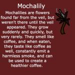 Mochalily