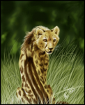 King Cheetah