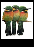 european bee eaters