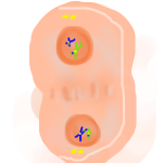 Meiosis telophase