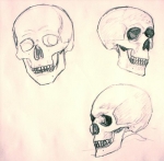 Skull Study 1: Lines