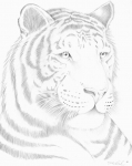 Tiger Portrait