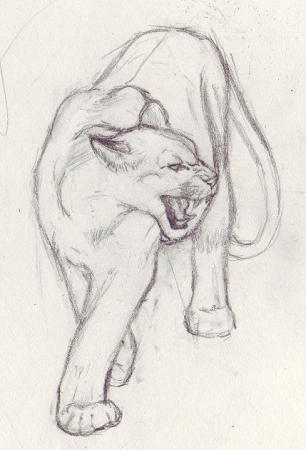 Mountain Lion