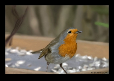 :: Robin ::