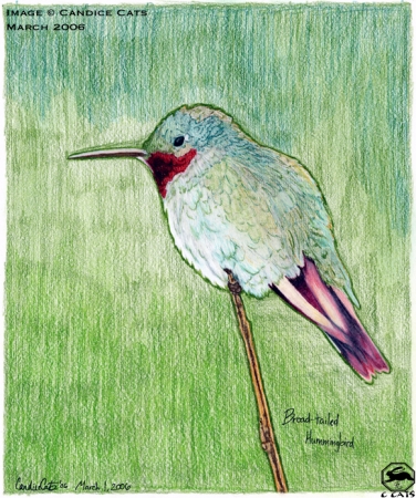 Broad-Tailed Hummingbird