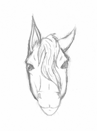 Horse Headshot