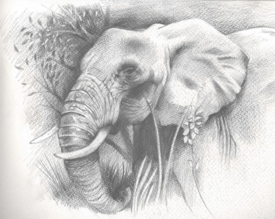 Elephant Unfinished