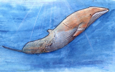 minke whale2