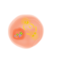 Chromosome Prophase