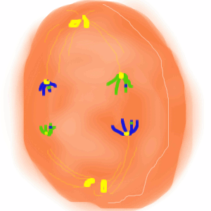 Meiosis anaphase