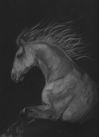 the gray stallion