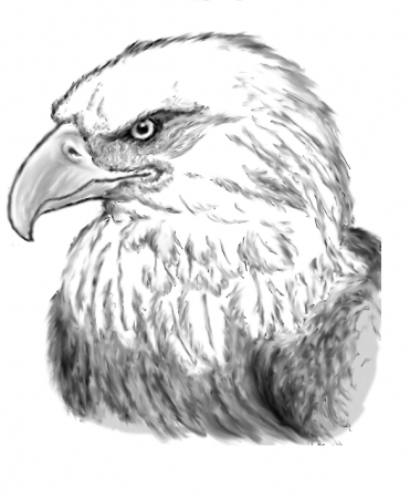 Eagle sketch