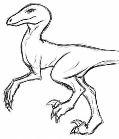 Raptor Sketch