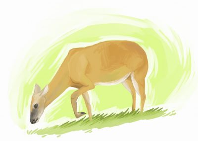 deer