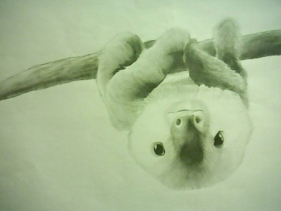 Upside down sloth!