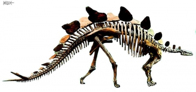 STEGOSAURUS SKELETON