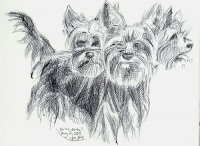 Cerby Yorkie