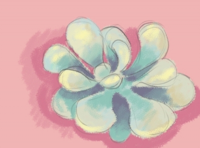 quick succulent study