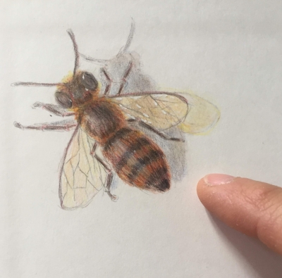 A Bee