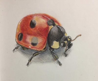 Ladybug