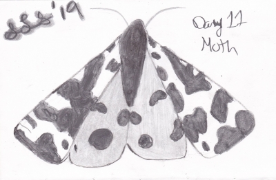 Moth Detailed Sketch