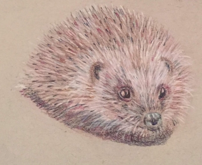 Hedgehog