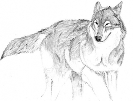 Grey Wolf