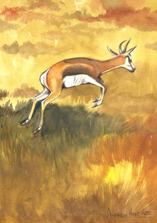 Springbok