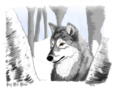 Grey Wolf Winter