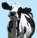 [Art] cow