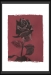 [Art] The black rose