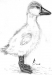 [Art] Duckie 2