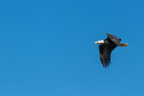 Cover for Flying Free