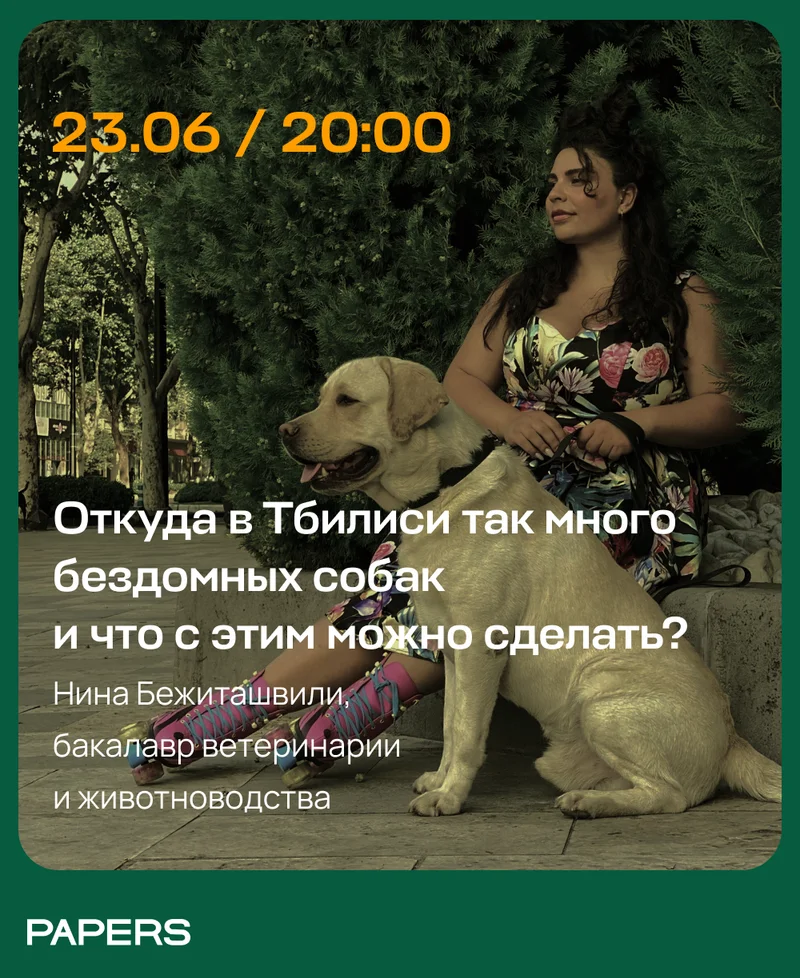 Откуда в Тбилиси так много бездомных собак и что с этим делать?