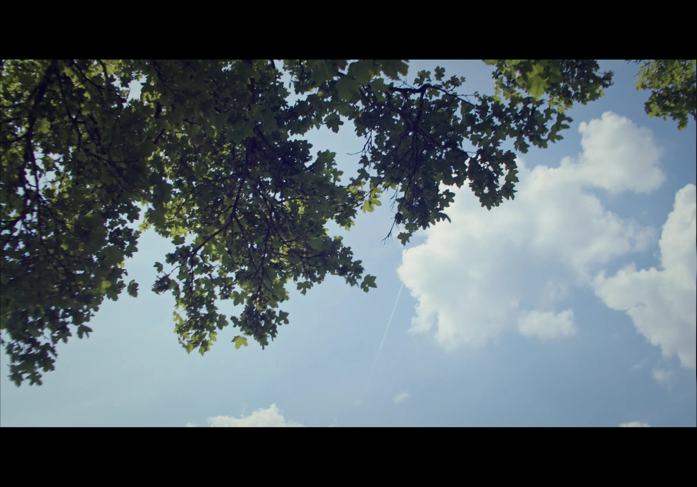 Evergreen — still 6