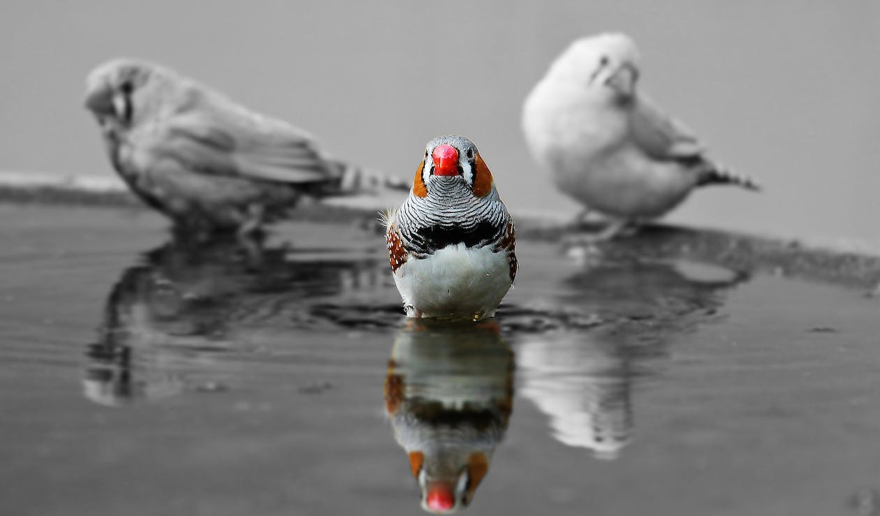 Free Selective Color Photography of Bird Stock Photo