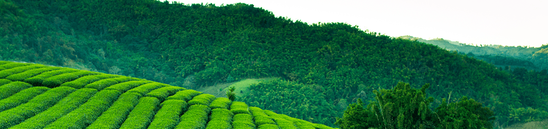 Taiwan Tea Fields 