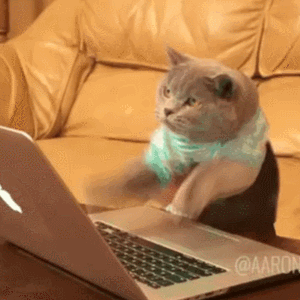 Cat types furiously on keyboard | Cats | Know Your Meme