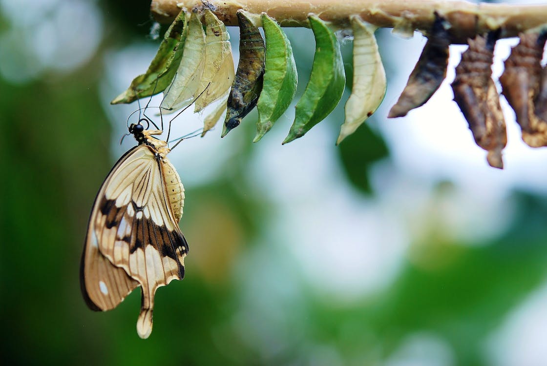 Free Brown and White Swallowtail Butterfly Under White Green and Brown Cocoon in Shallow Focus Lens Stock Photo