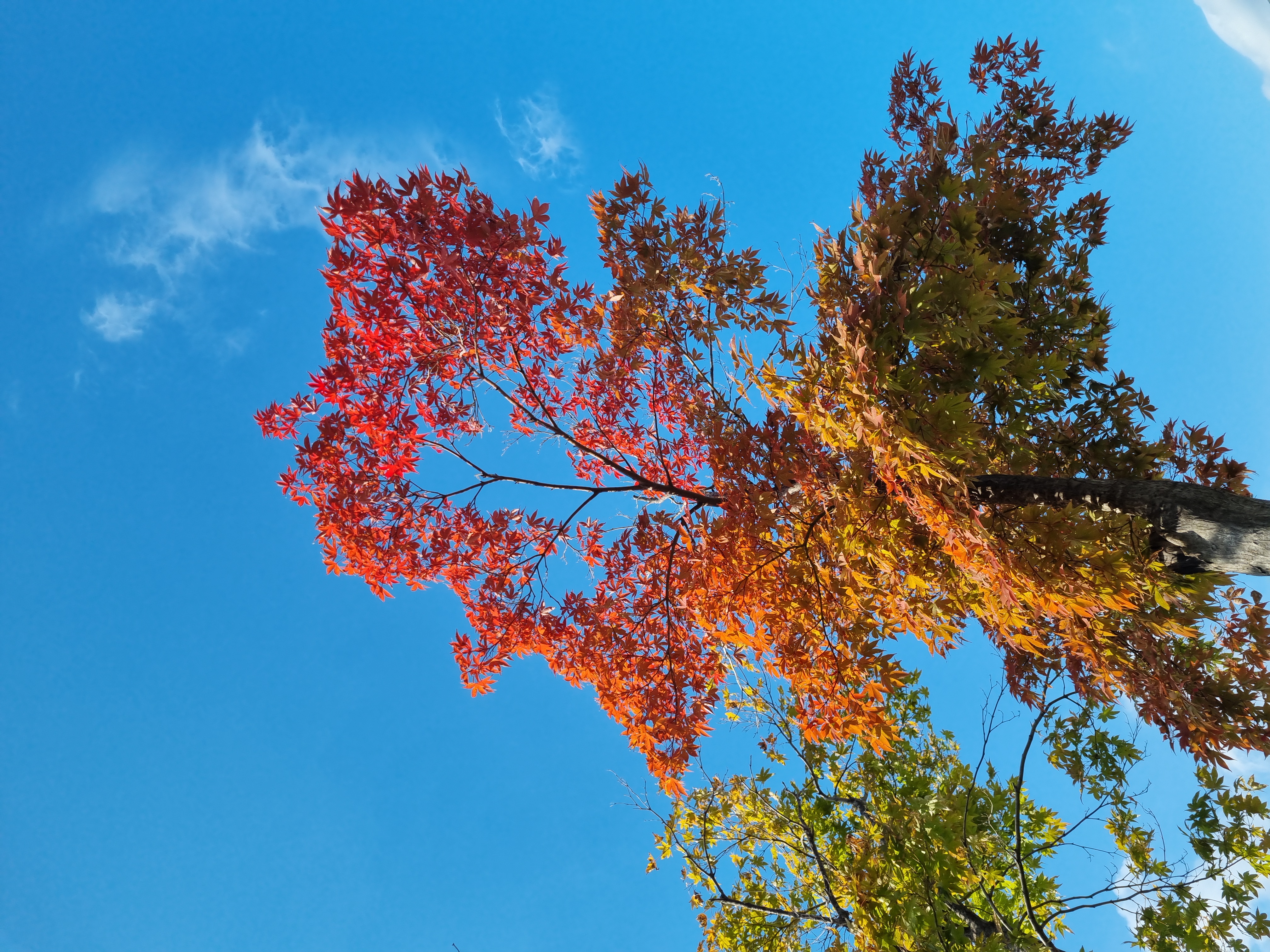 "I'm so glad I live in a world where there are Octobers."— L. M. Montgomery