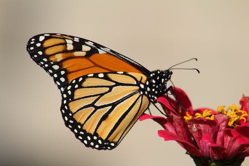 Free Monarch Butterfly Perching on Red Flower Stock Photo