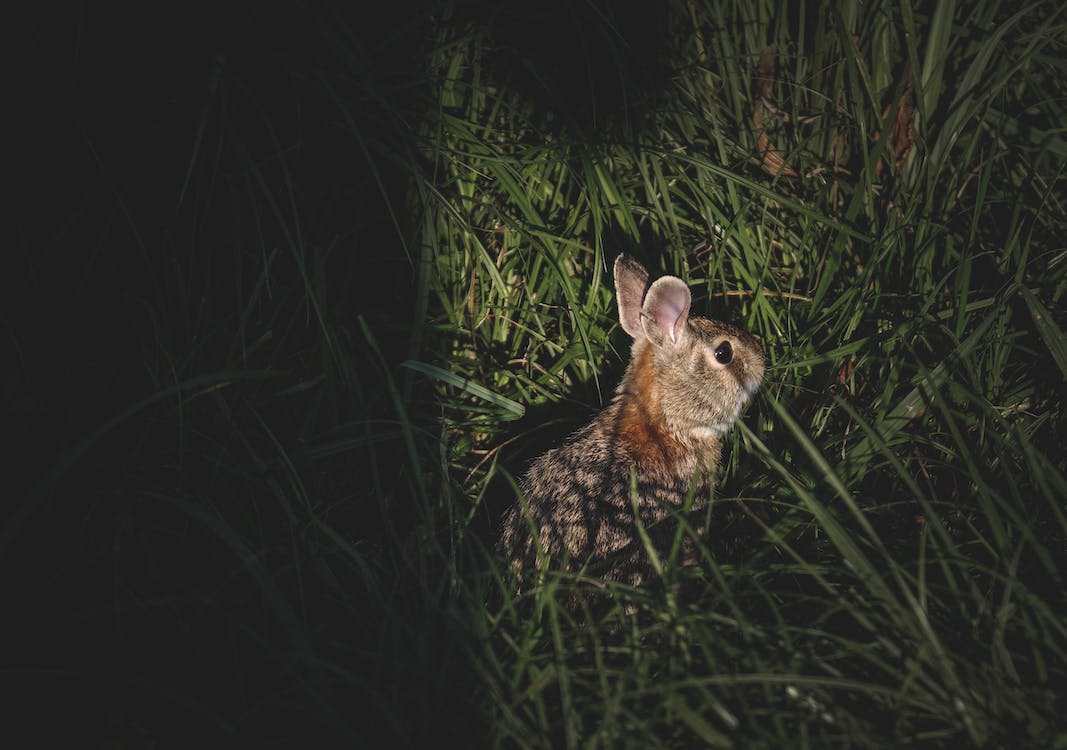 Free Cute little gray fluffy rabbit sitting in tall green grass in nature at night Stock Photo