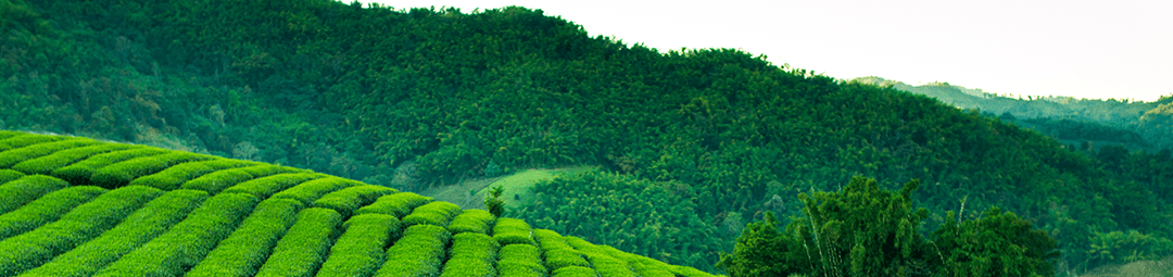 Taiwan Tea Fields
