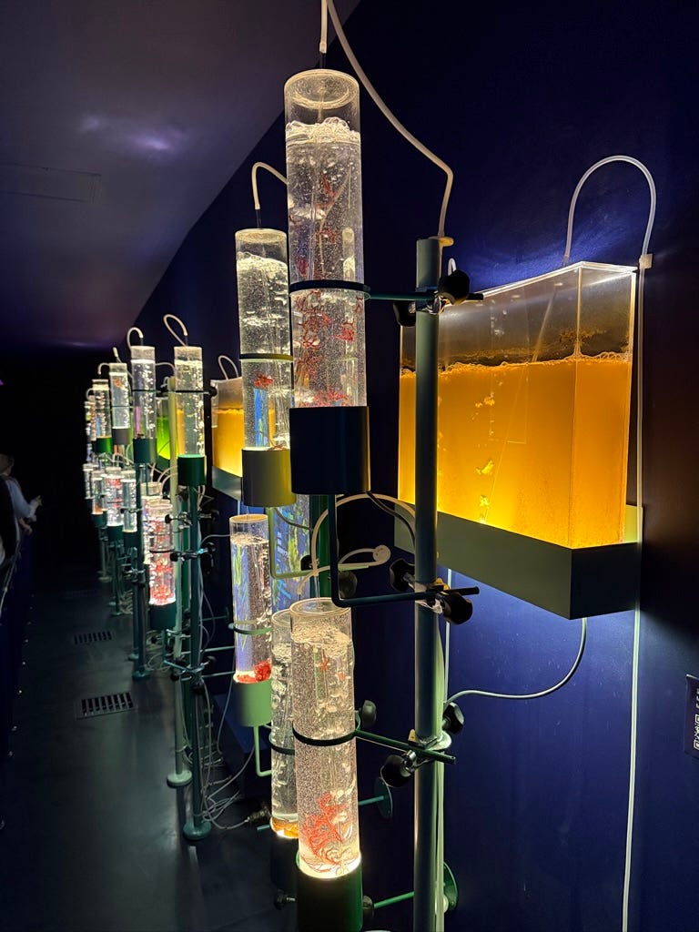 Live demonstration of seaweed transformation