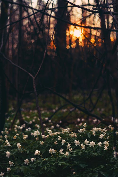 Free White Flower Field Under Twigs Stock Photo